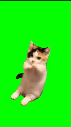 Funny cat moments 