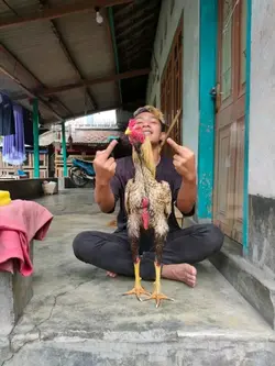 Story ayam