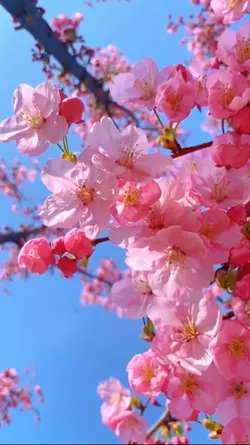 Cherry blossom