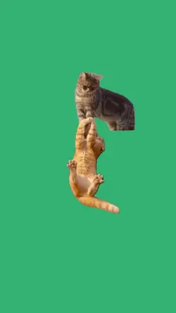 cat hanging 