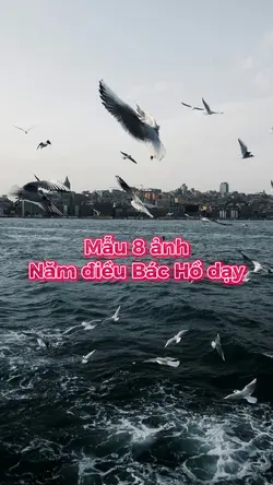 Mẫu 8 ảnh cute