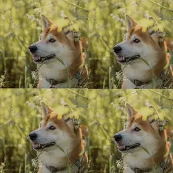 紹介テンプレ