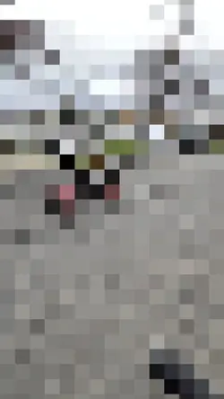 Wheelies
