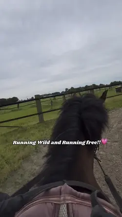 Pferd 