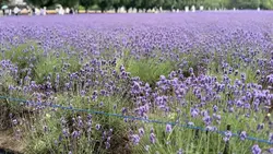 富良野ラベンダー畑💜
