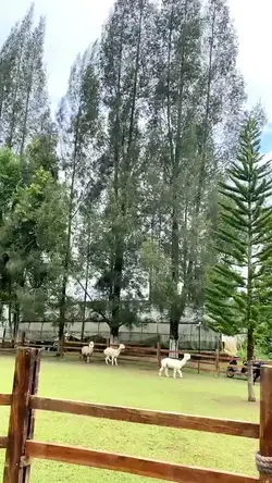 ShaunTheSheep