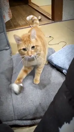 Sound viral