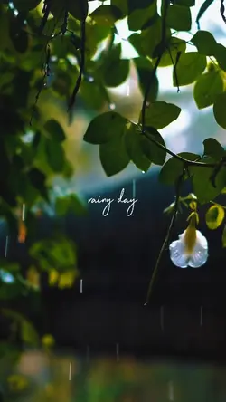 rainy day