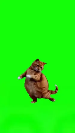DANCING CAT MEME