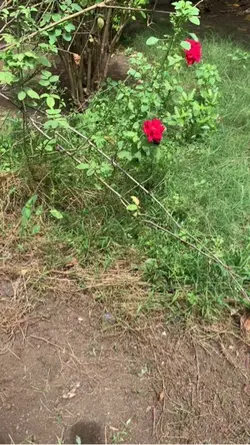 Lovely