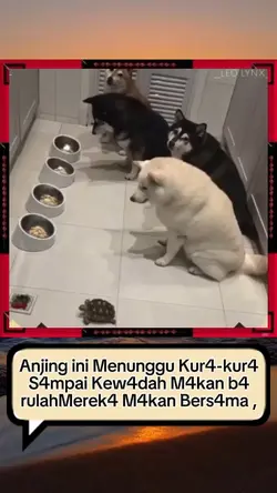 Anjing pintar 