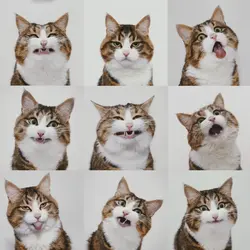 9 SPLIT SCREEN