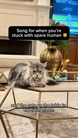 Cat on table