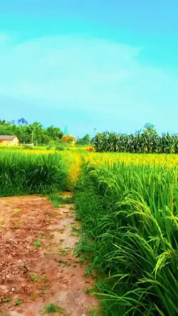 Sawah Aestethic