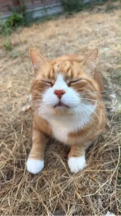 #cat