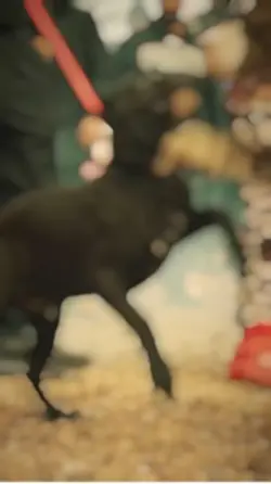 Sidhumoosewala 