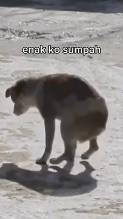 Emang enak mbl ceper