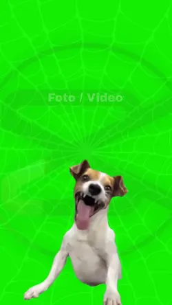 Perro riendo