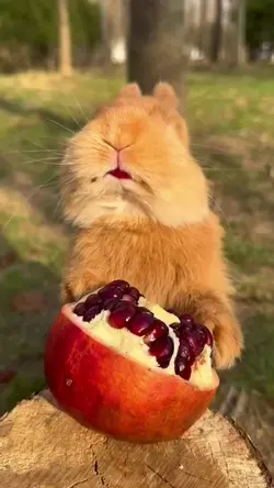 Funny Rabbits 
