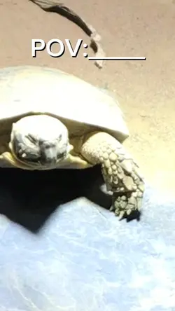 POV:die Schildkröte 