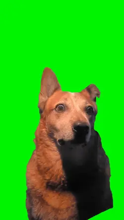 Funny dog meme 