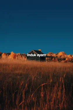 induk ayam di kejar