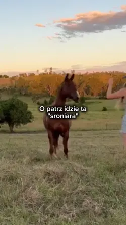 KONIARA NIE SRONIARA