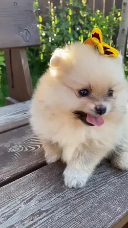 Cute Puppy