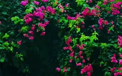 ISHQ HAI YE 
