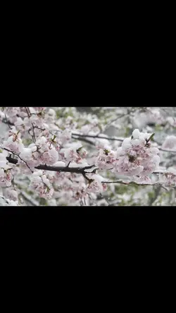 新年のご挨拶