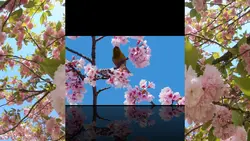 6 Video Landscape