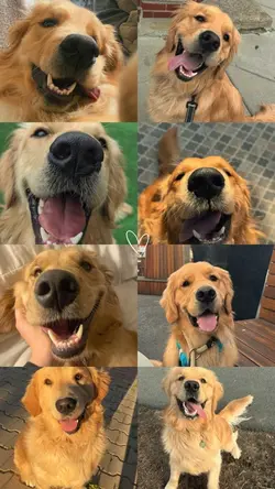 My dog