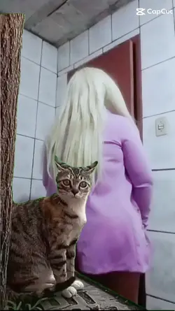 terror no gato