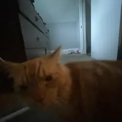 winston