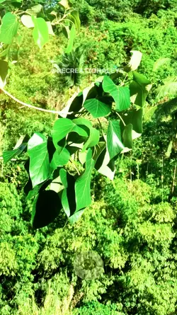 TANAY NATURE RIZAL