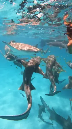 Sharks