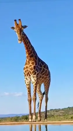 Safari
