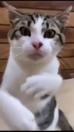 boxing cat 