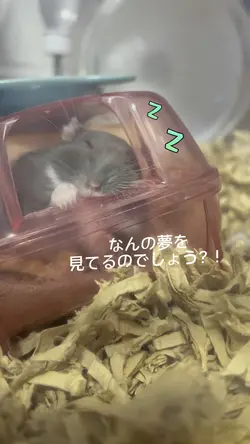 ハムスターの日常