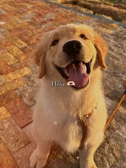 dog lover