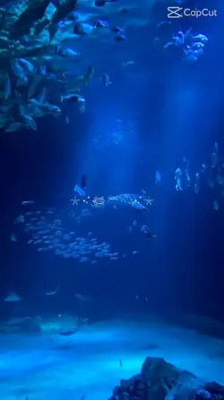 aquarium date
