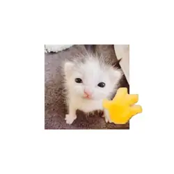 hello hi cute