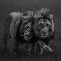 ئێمە هەر دەم براینە