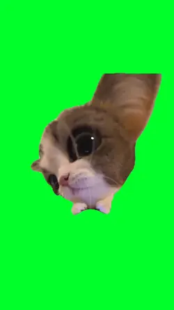 Cat with big ears