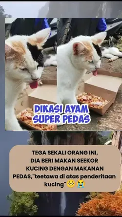 kucing