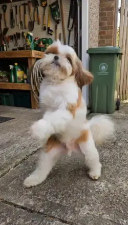 dancing dog
