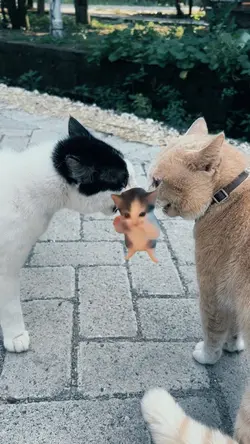 KICAU MANIA KUCING