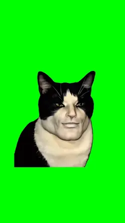 cat mewing