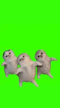 Cute Kitten Dance