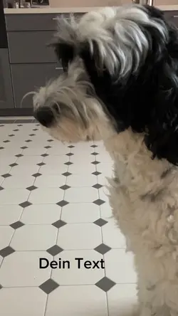 Treat me mit Hund 